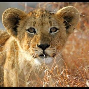 Meet your Posher, Dana